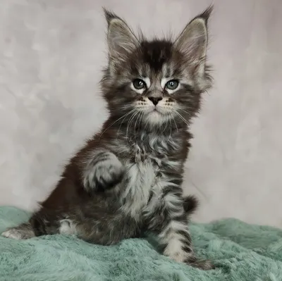 Maine Coon kitten