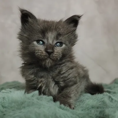 Maine Coon kitten