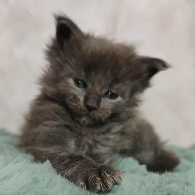 Maine Coon kitten