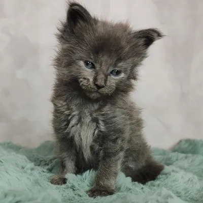 Maine Coon kitten
