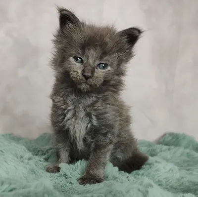 Maine Coon kitten