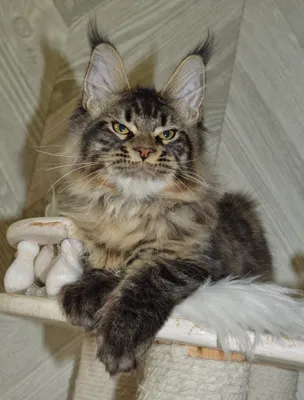 Maine Coon kitten