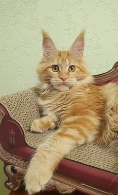 Maine Coon kitten