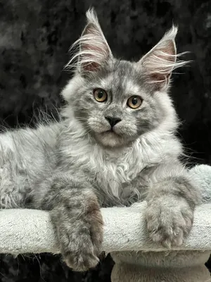 Maine Coon kitten