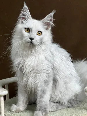 Maine Coon kitten