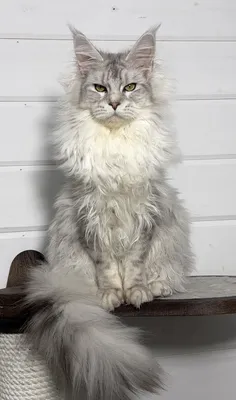 Maine Coon kitten