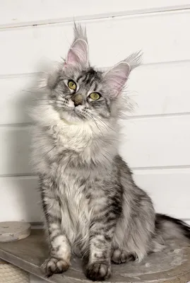 Maine Coon kitten