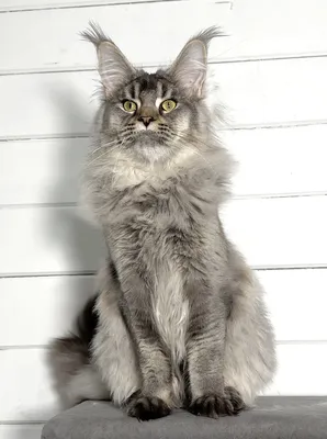 Maine Coon kitten