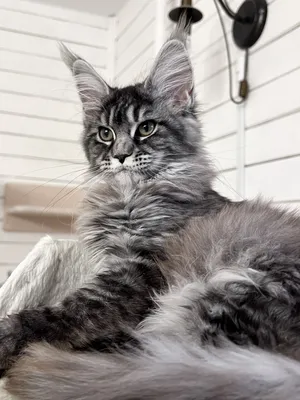 Maine Coon kitten