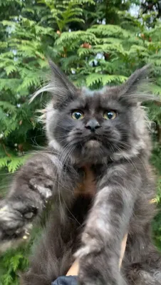 Maine Coon kitten