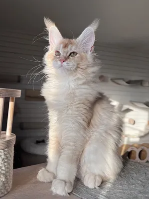 Maine Coon kitten
