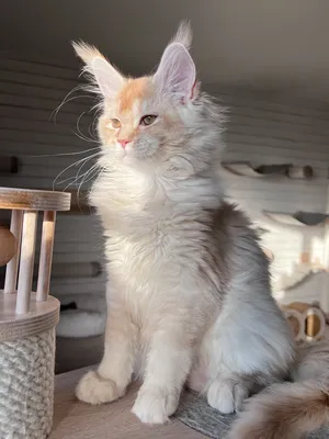 Maine Coon kitten
