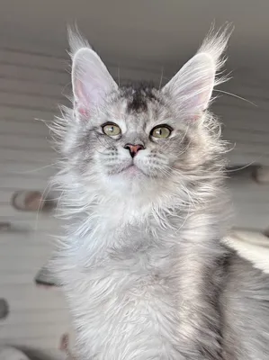 Maine Coon kitten