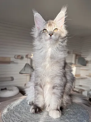 Maine Coon kitten