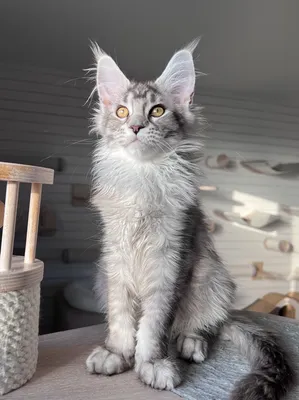 Maine Coon kitten