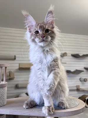 Maine Coon kitten
