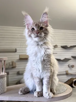 Maine Coon kitten