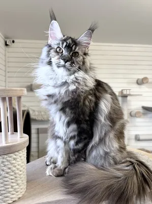 Maine Coon kitten