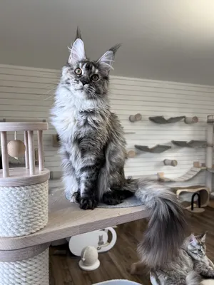 Maine Coon kitten