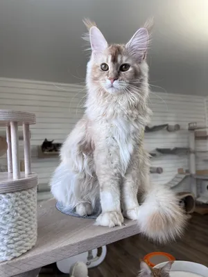 Maine Coon kitten