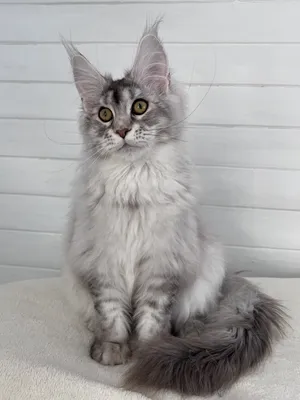 Maine Coon kitten