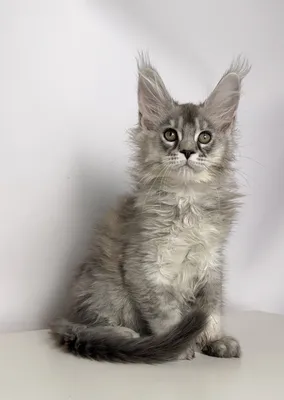 Maine Coon kitten