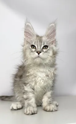 Maine Coon kitten