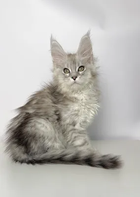Maine Coon kitten