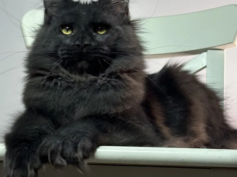 Maine Coon kitten Черный MCO n  Girl