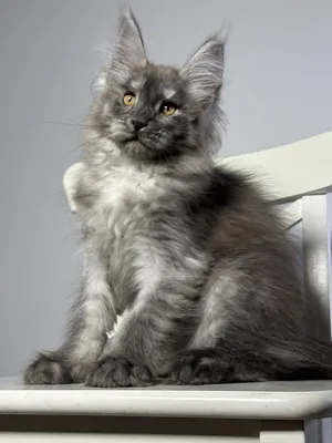 Maine Coon kitten