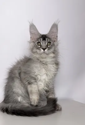 Maine Coon kitten