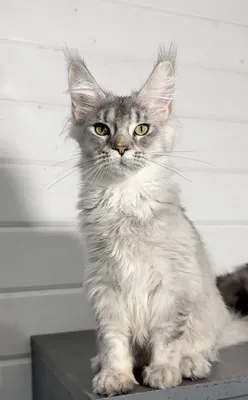 Maine Coon kitten