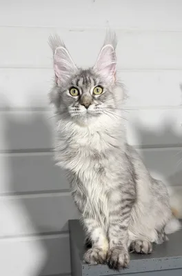 Maine Coon kitten
