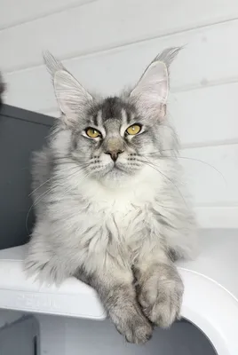 Maine Coon kitten