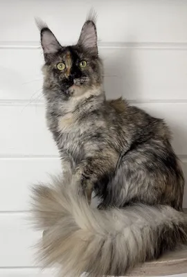 Maine Coon kitten