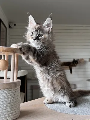 Maine Coon kitten