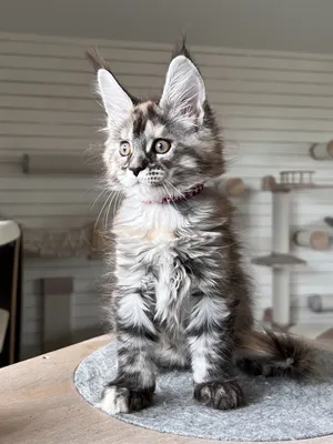 Maine Coon kitten
