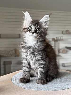 Maine Coon kitten