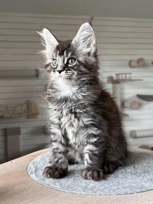Maine Coon kitten