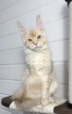 Maine Coon kitten