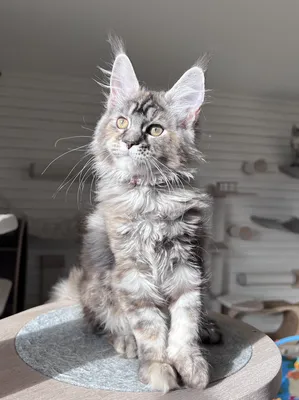 Maine Coon kitten