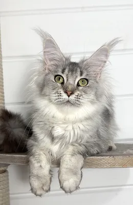 Maine Coon kitten
