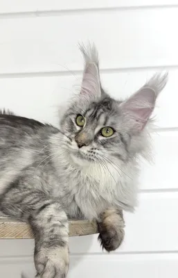 Maine Coon kitten