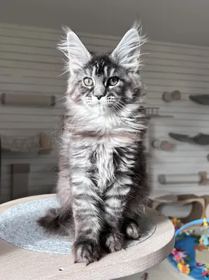 Maine Coon kitten