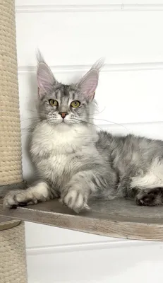 Maine Coon kitten