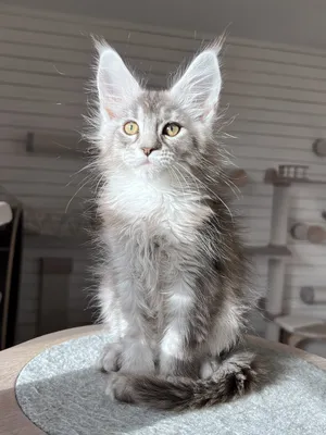 Maine Coon kitten