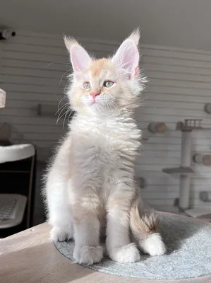 Maine Coon kitten