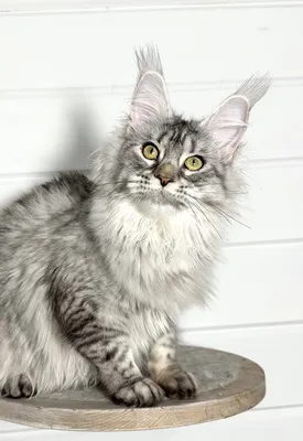 Maine Coon kitten