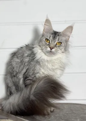 Maine Coon kitten