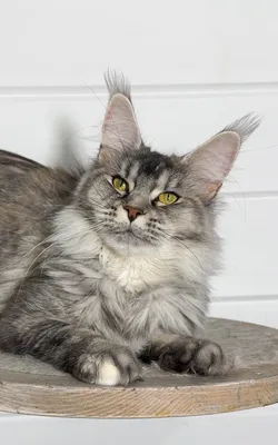 Maine Coon kitten